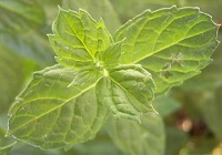 Thomas Spies über die Pfefferminze – Mentha piperita