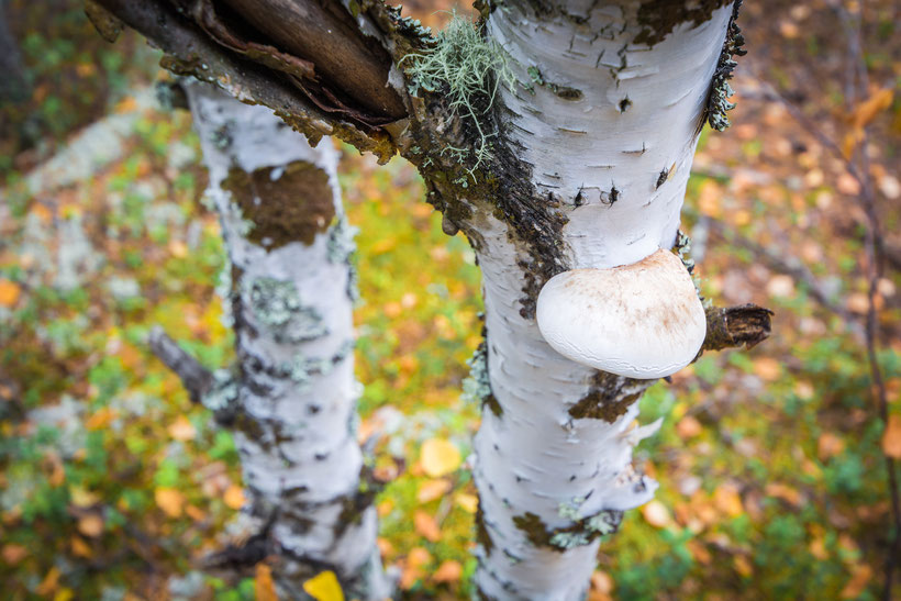 Doktor Pilz: Heilt der Chaga-Pilz tatsächlich Parodontose?